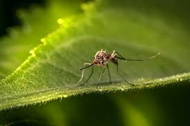 Sector Salud emprende esfuerzos para reducir dengue, zika y chikungunya